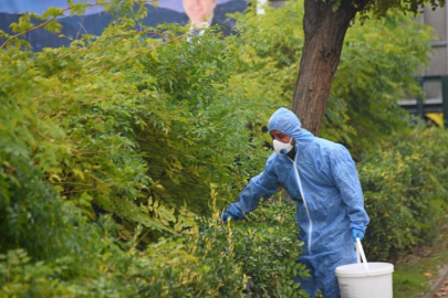 OSMANGAZİ'DE KEMİRGENLERE KARŞI İLAÇLAMA SEFERBERLİĞİ