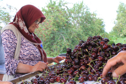 TÜRKİYE DONDURULMUŞ KİRAZDA DÜNYA LİDERİ