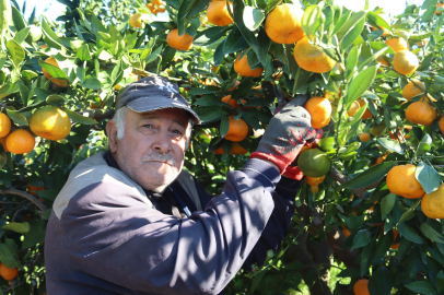 12 AYLIK EMEK SONUNDA ÜRETİLEN SATSUMA ÜRETİCİDE 15 TL