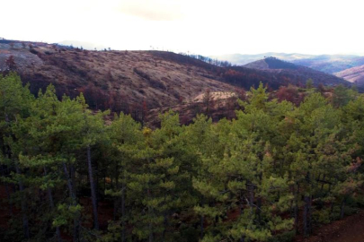 BURSA'DA KÜLE DÖNEN ORMANLAR YENİDEN YEŞERECEK
