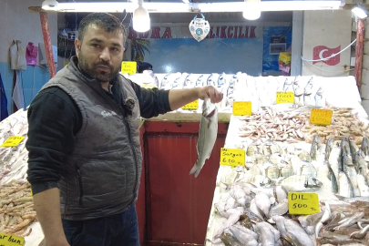 BU YIL PALAMUT YOK! İŞTE SARDALYA VE USKUMRU FİYATLARI