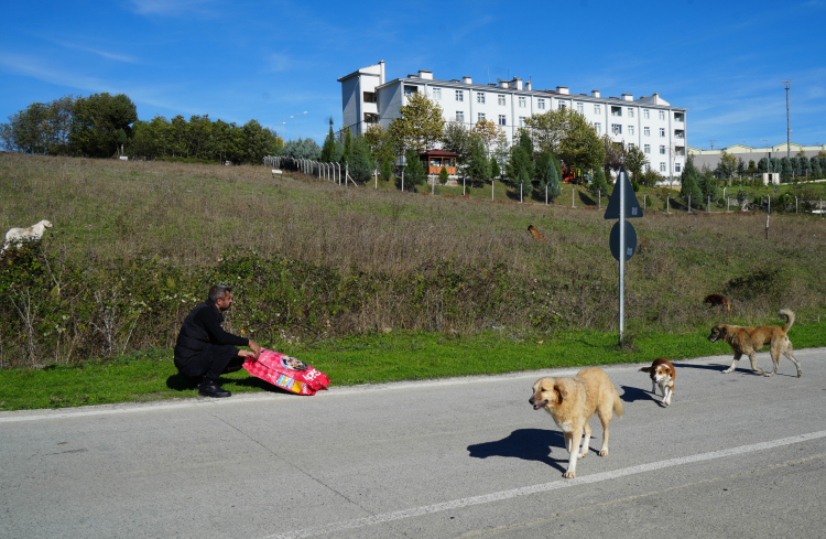 sokak köpekleri besleme