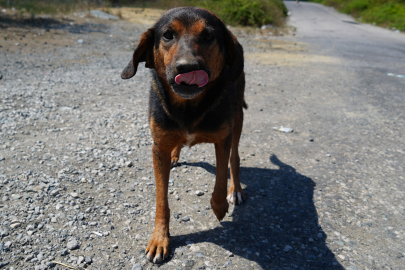 İSTANBUL VALİLİĞİ DUYURDU: SOKAK KÖPEKLERİNİ BESLEMEK YASAK!