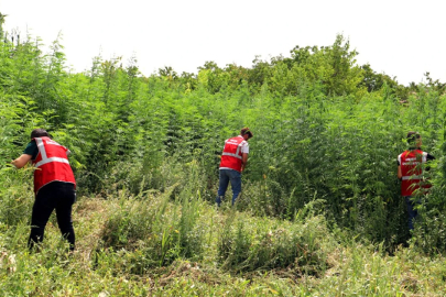 YASAKLI ÜRÜN TARLAYA GİRDİ: KENEVİR HASADI ÇİFTÇİYE YARADI