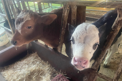 HÜKÜMETİN KOYMADIĞI TEŞHİSİ ABD TARIM BAKANLIĞI KOYDU
