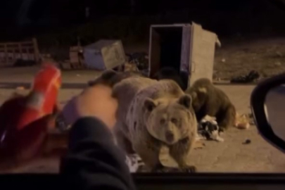 AYIYI SUCUKLA BESLERKEN  SALDIRIYA UĞRADI