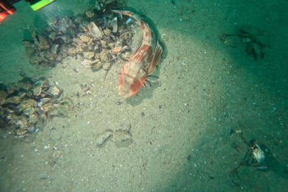 BURSA BÜYÜKŞEHİR’DEN MARMARA’DA DENİZ DİBİ ARAŞTIRMASI