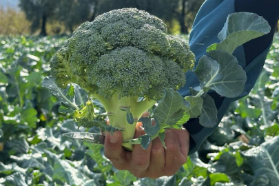 BURSA'DA TARLADA 10 LİRAYA, PAZARDA 70 LİRAYA SATILIYOR