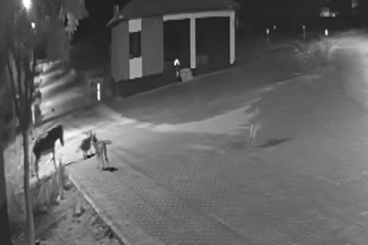 AÇ KURTLAR MAHALLEYE İNDİ, EŞEĞİ PARÇALADI! O ANLAR KAMERADA