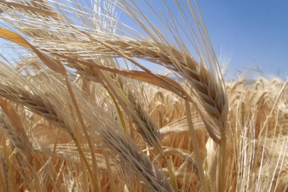 ARPA EKİMİ KURAKLIK NEDENİYLE ARTTI