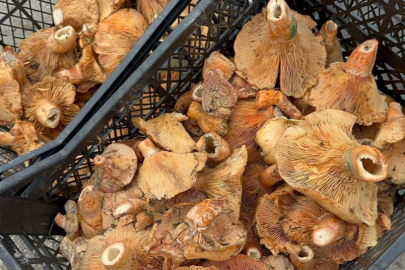 BURSA'DA YAĞMUR YAĞDI, FİYATLAR DÜŞTÜ