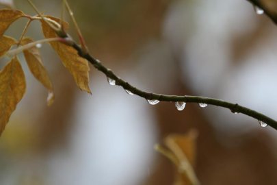 BURSA'DA SON YAĞIŞLAR ÇİFTÇİNİN YÜZÜNÜ GÜLDÜRDÜ