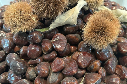 BURSA KESTANESİNİN GELECEĞİ MASAYA YATIRILDI