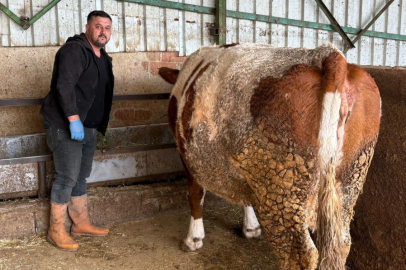 ŞAP HASTALIĞI BESİCİYİ TÜKENME NOKTASINA GETİRDİ