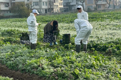 OSMANGAZİ BELEDİYESİ'NDE TARLADAN SOFRAYA