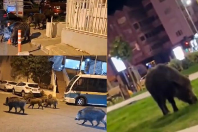 İZMİR SOKAKLARINDA DOMUZ SÜRÜLERİ CİRİT ATIYOR