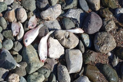 DATÇA BURGAZ SAHİLİNDE ÇOK SAYIDA BALIK ÖLÜ BULUNDU