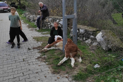 AYDINLATMA DİREĞİNE SIKIŞAN BUZAĞIYI İTFAİYE KURTARDI