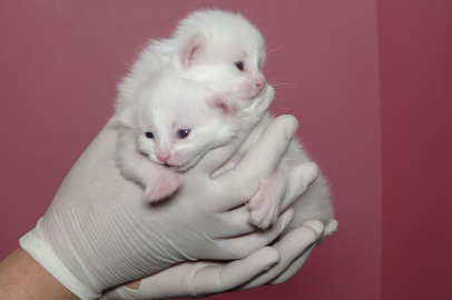 VAN KEDİ VİLLASI’NDA BU YIL 120 YAVRU DÜNYAYA GELDİ