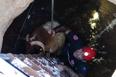 ÇALINDI SANILAN KOYUNLAR 5 METRELİK KUYUDA BULUNDU