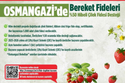 OSMANGAZİ BELEDİYESİ’NDEN ÜRETİCİYE ÇİLEK FİDESİ HİBESİ