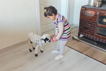 3 YAŞINDAKİ EZO İLE KUZU PIRIL'IN DOSTLUĞU YÜREKLERİ ISITTI