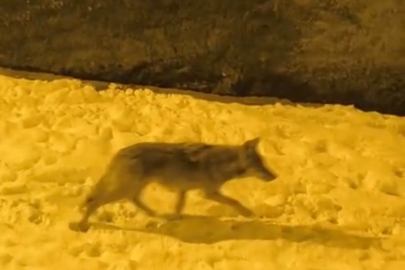 AÇ KALAN KURTLAR DİYARBAKIR'DA ŞEHİR MERKEZİNE İNDİ