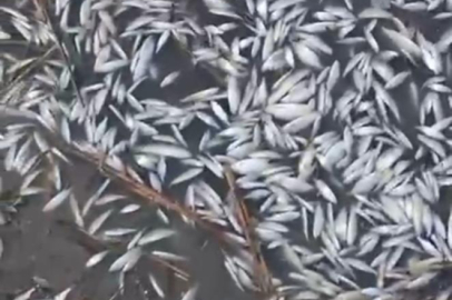 BURSA'DA BİNLERCE BALIK ÖLÜ HALDE ULUNDU