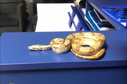 KAFEDE YILANLA GEZDİ 12 BİN LİRA CEZAYI YEDİ