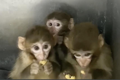 BURSA'DA YAKALANAN 3 MAKAK MAYMUNU KORUMAYA ALINDI