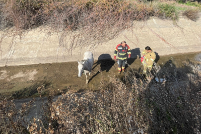 AYVALIK’TA SU KANALINA DÜŞEN ATI İTFAİYE KURTARDI