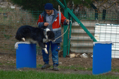KANGAL VE AKBAŞ'LARA İNGİLİZ RAKİP GELİYOR