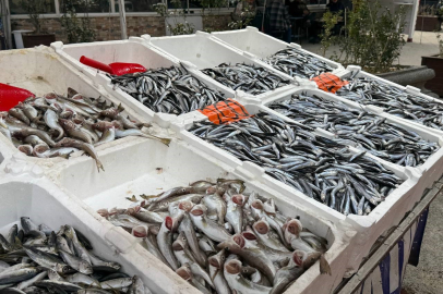 HAMSİ TEZGAHLARA DÖNDÜ KİLOSU 200 TL'DEN SATILIYOR