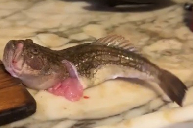 İÇİ TEMİZLENEN BALIK DAKİKALARCA ÇIRPINMAYA DEVAM ETTİ