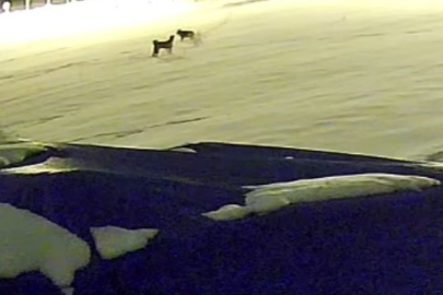 KURTLARLA DÖVÜŞEN KÖPEKTEN GERİYE POSTU KALDI