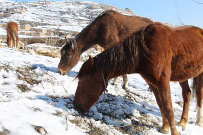 YILKI ATLARI BEYAZ ÖRTÜDE GÖRSEL ŞÖLEN SUNDU