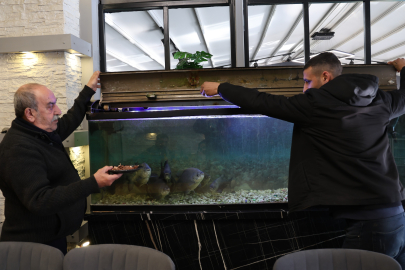 8 ADET PİRANA BALIĞI 12 YILDIR KELLE PAÇAYLA BESLENİYOR