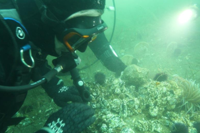 BAŞKANLARA ÇAĞRI: DALIN SUALTINI GÖRÜN