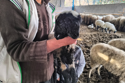 ÇİFT BAŞLI VE DÖRT GÖZLÜ KUZU GÖRENLERİ ŞAŞKINA ÇEVİRDİ