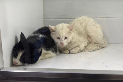 2 KATLI EVDE ÇIKAN YANGINDA 26 KEDİ TELEF OLDU