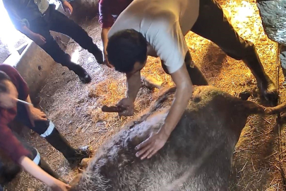 ANESTEZİ YOK, EKİPMAN YOK… EKMEK BIÇAĞIYLA HAYVANI KESTİ