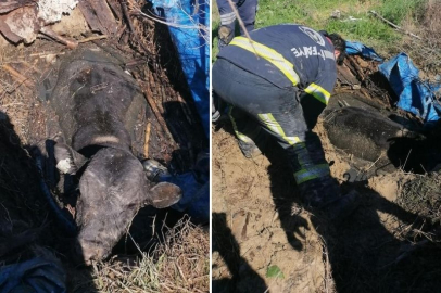 FOSEPTİK ÇUKURUNA DÜŞEN İNEK İŞTE BÖYLE KURTARILDI