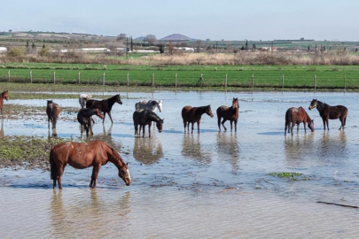 BURSA'DA MİLYONLUK YARIŞ ATLARI SU İÇİNDE KALDI