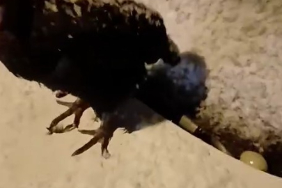 KÜMESİNE GİREMEYEN TAVUK ARABANIN ÜZERİNE YUMURTLADI