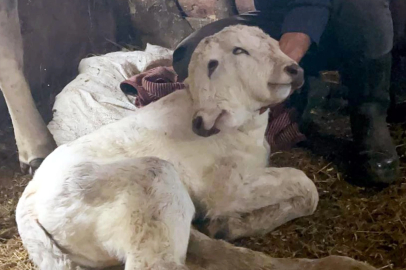ŞAŞIRTAN DOĞUM: 2 BAŞI, 2 KULAĞI, 4 GÖZÜ VAR