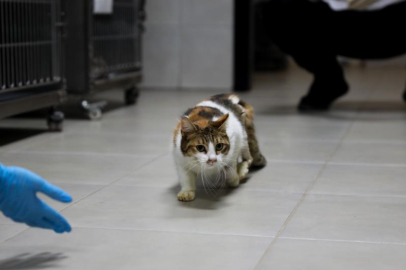 BURSA'DA YARALI KEDİ, BÜYÜKŞEHİR'LE SAĞLIĞINA KAVUŞTU