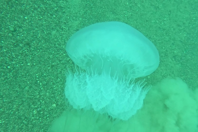 DEV DENİZANALARI TÜRKİYE'DE:10 KİLOYA ULAŞIYOR