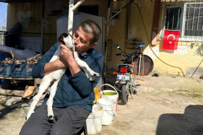 KEÇİLERİNE OLAN SEVGİSİNDEN DİZİLER YERİNE ONLARI İZLİYOR