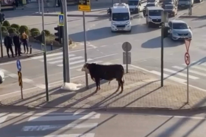 BURSA’DA KAÇAN BOĞA ANKARA YOLU’NDA TRAFİĞİ KARIŞTIRDI