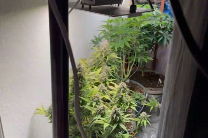 EVİNİ KENEVİR ORMANINA ÇEVİREN ZANLI CEZAEVİNE GÖNDERİLDİ